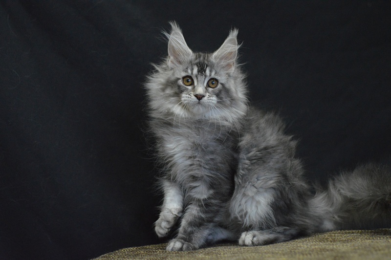 Weasel Akbars - Kitten maine-coon 2 months 3 weeks