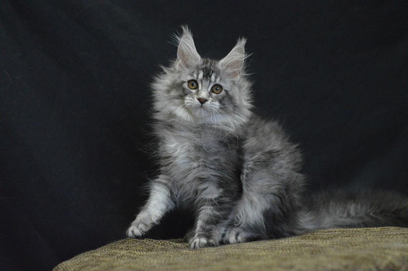Weasel Akbars - Kitten maine-coon 2 months 3 weeks