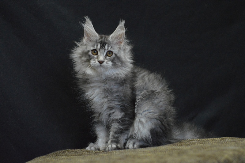 Weasel Akbars - Kitten maine-coon 2 months 3 weeks