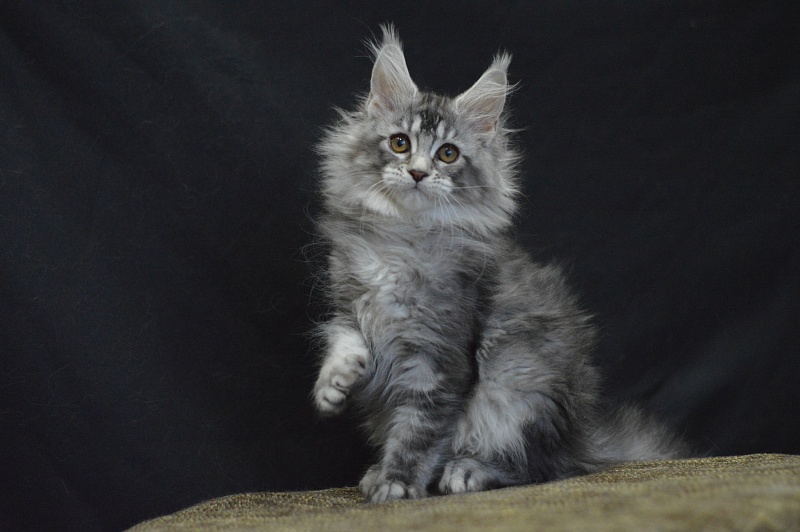 Weasel Akbars - Kitten maine-coon 2 months 3 weeks