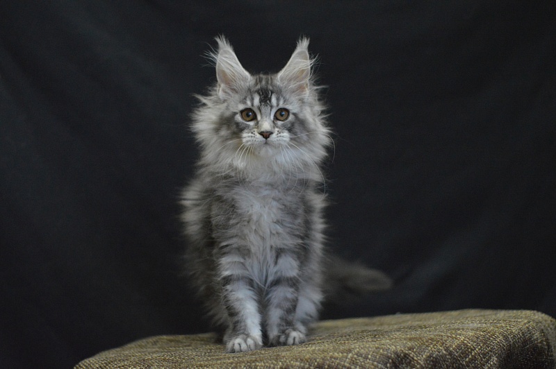 Weasel Akbars - Kitten maine-coon 2 months 3 weeks