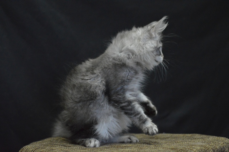 Weasel Akbars - Kitten maine-coon 2 months 3 weeks