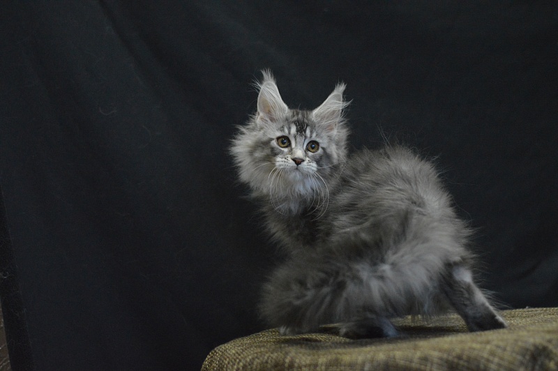 Weasel Akbars - Kitten maine-coon 2 months 3 weeks