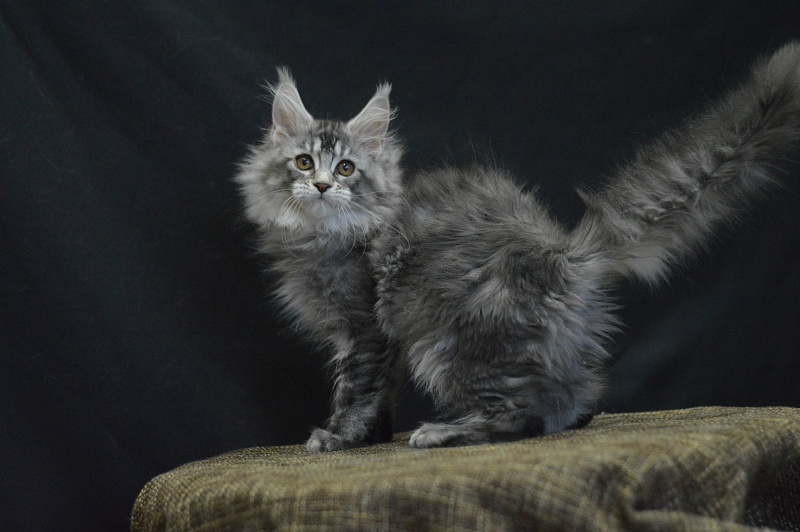 Weasel Akbars - Kitten maine-coon 2 months 3 weeks