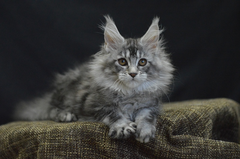 Weasel Akbars - Kitten maine-coon 2 months 3 weeks