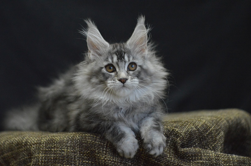 Weasel Akbars - Kitten maine-coon 2 months 3 weeks