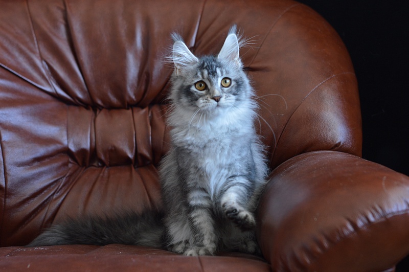 Weasel Akbars - Kitten maine-coon 4 months 1.5 week