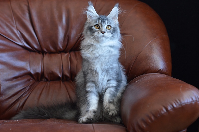 Weasel Akbars - Kitten maine-coon 4 months 1.5 week