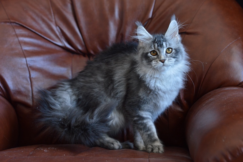 Weasel Akbars - Kitten maine-coon 4 months 1.5 week