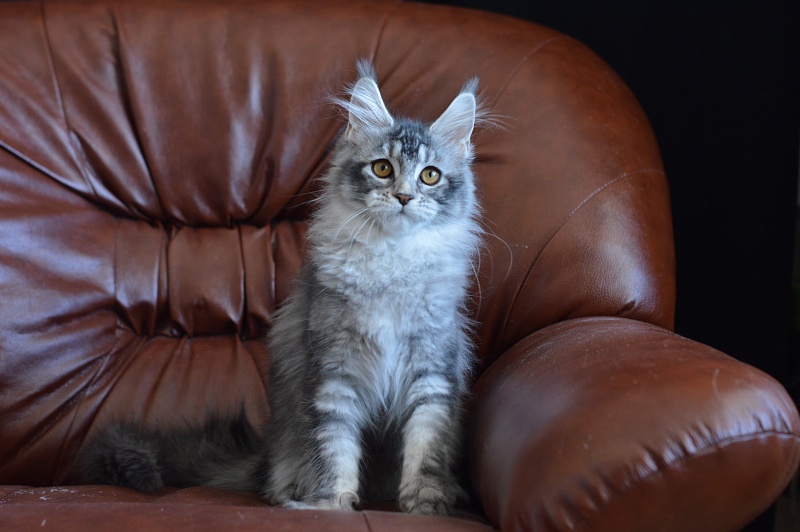 Weasel Akbars - Kitten maine-coon 4 months 1.5 week