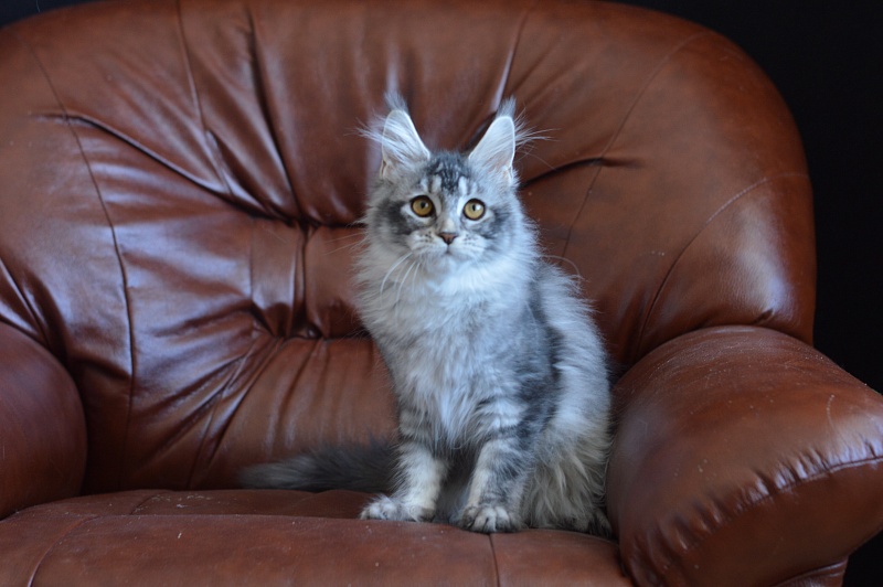Weasel Akbars - Kitten maine-coon 4 months 1.5 week