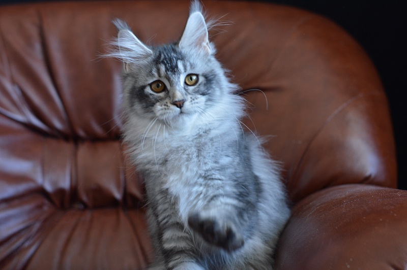 Weasel Akbars - Kitten maine-coon 4 months 1.5 week