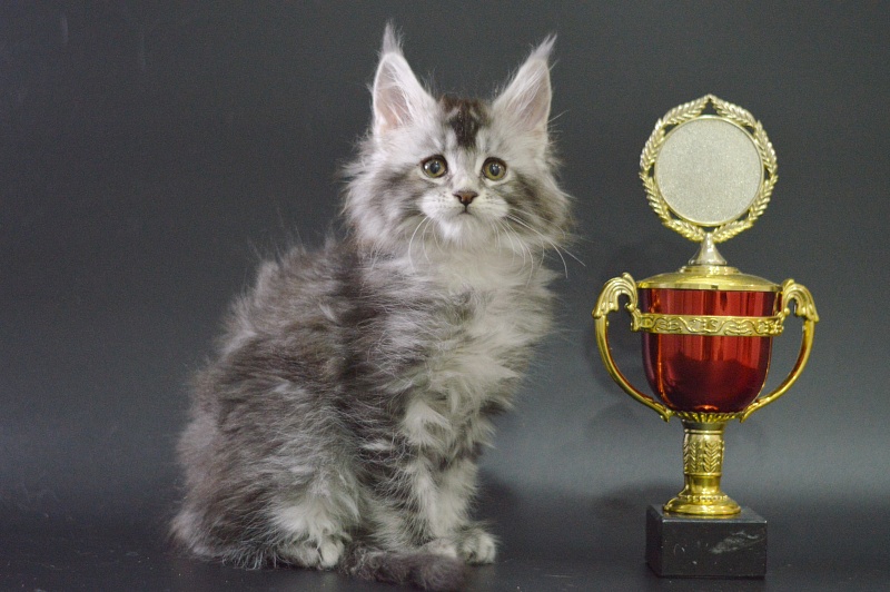 Weasel Akbars - Kitten maine-coon 1 month 3.5 weeks