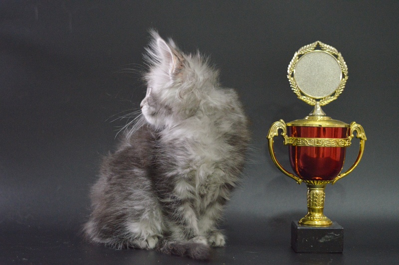 Weasel Akbars - Kitten maine-coon 1 month 3.5 weeks