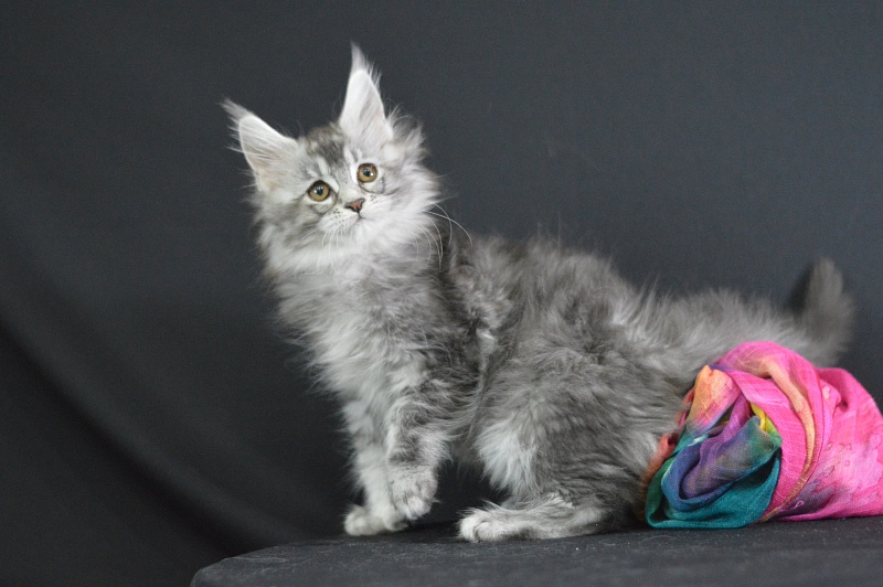 Weasel Akbars - Kitten maine-coon 2 months 1.5 week