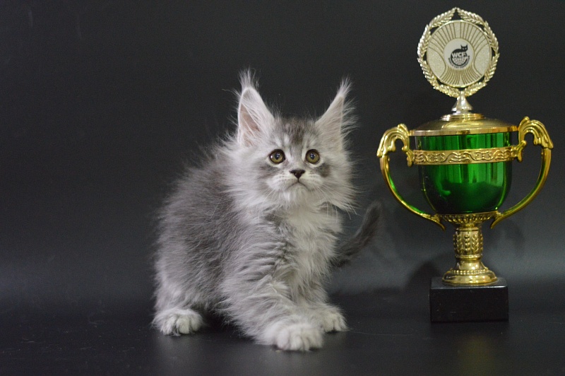 Waltz Akbars - Kitten maine-coon 1 month 3.5 weeks