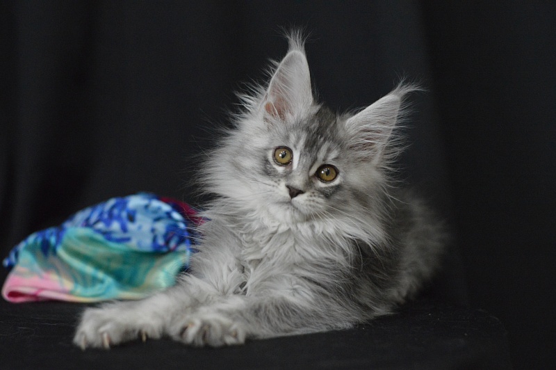 Waltz Akbars - Kitten maine-coon 2 months 1.5 week