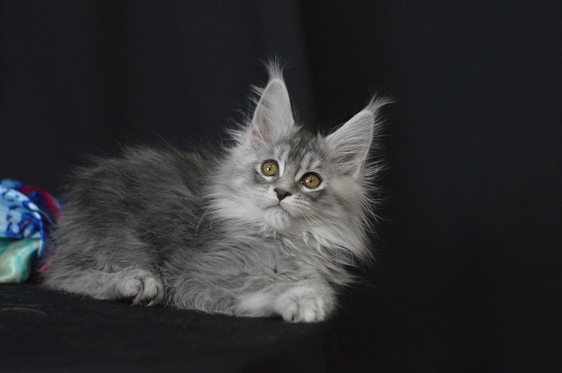 Waltz Akbars - Kitten maine-coon 2 months 1.5 week