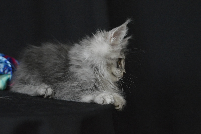 Waltz Akbars - Kitten maine-coon 2 months 1.5 week