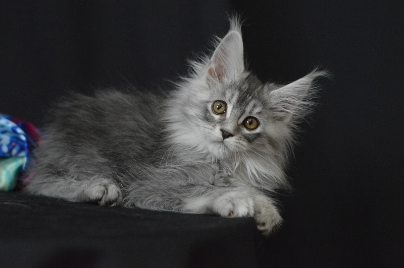 Waltz Akbars - Kitten maine-coon 2 months 1.5 week