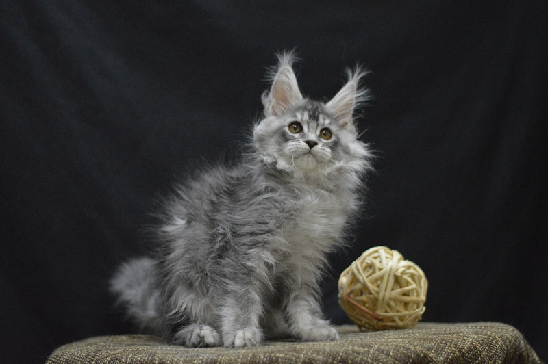 Waltz Akbars - Kitten maine-coon 2 months 4 weeks