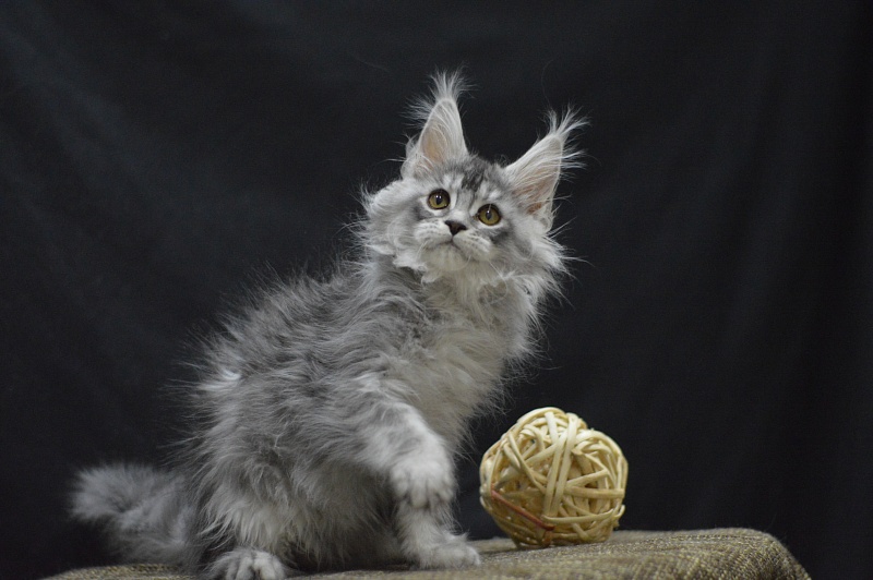 Waltz Akbars - Kitten maine-coon 2 months 4 weeks
