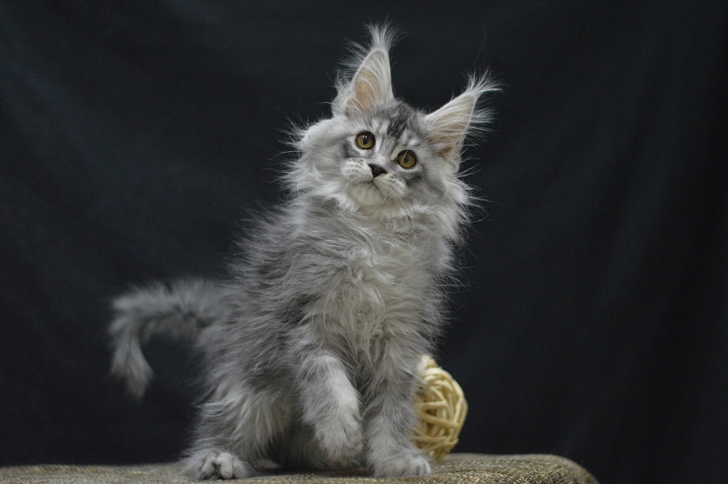 Waltz Akbars - Kitten maine-coon 2 months 4 weeks