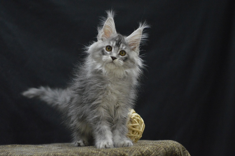Waltz Akbars - Kitten maine-coon 2 months 4 weeks