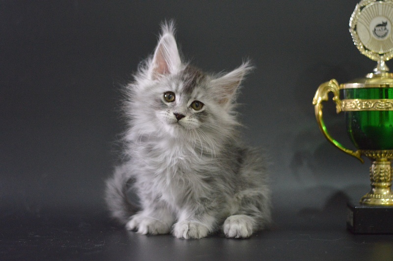 Waltz Akbars - Kitten maine-coon 1 month 3.5 weeks