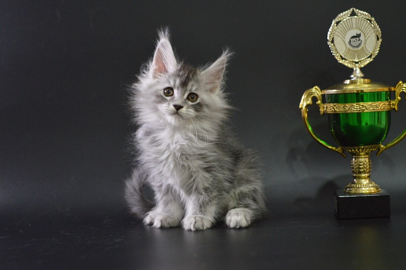 Waltz Akbars - Kitten maine-coon 1 month 3.5 weeks