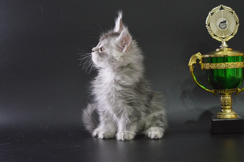 Waltz Akbars - Kitten maine-coon 1 month 3.5 weeks