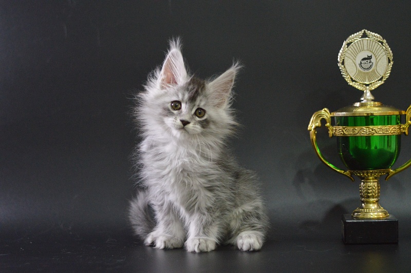 Waltz Akbars - Kitten maine-coon 1 month 3.5 weeks