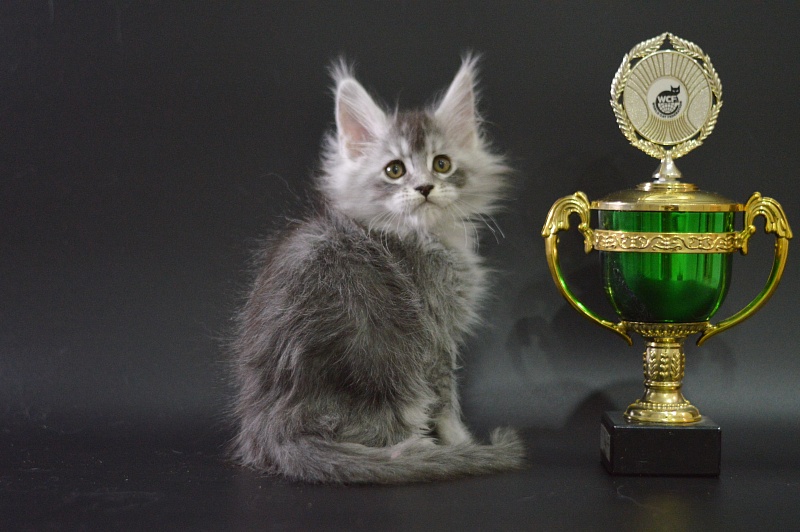 Waltz Akbars - Kitten maine-coon 1 month 3.5 weeks