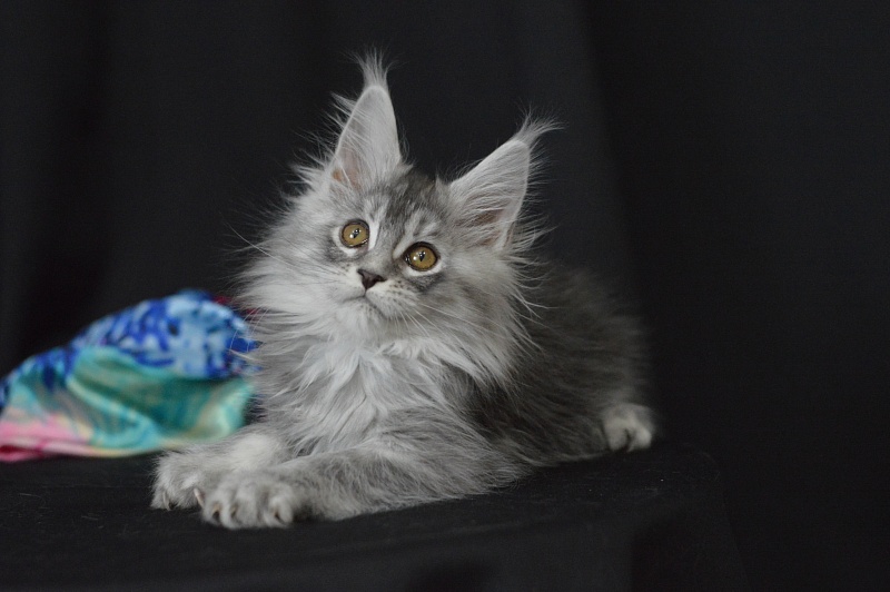 Waltz Akbars - Kitten maine-coon 2 months 1.5 week