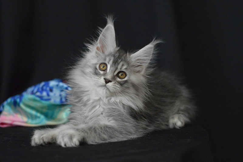 Waltz Akbars - Kitten maine-coon 2 months 1.5 week