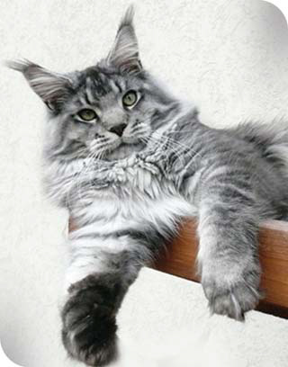 White Rocks Leonardo - maine-coon