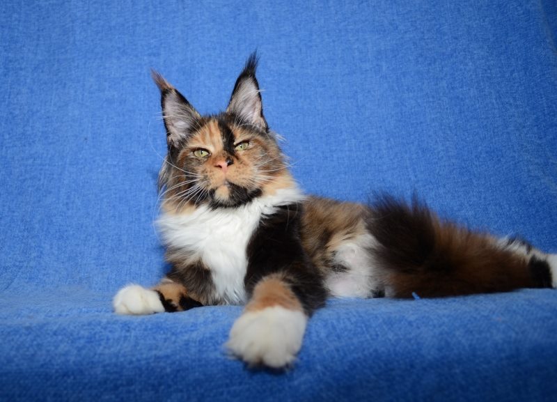 Mainelynx Omayda - maine-coon