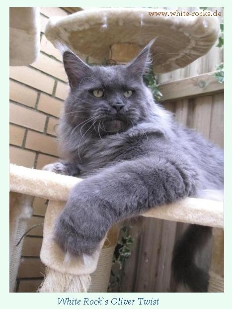 White Rocks Oliver Twist - maine-coon
