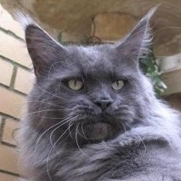 White Rocks Oliver Twist