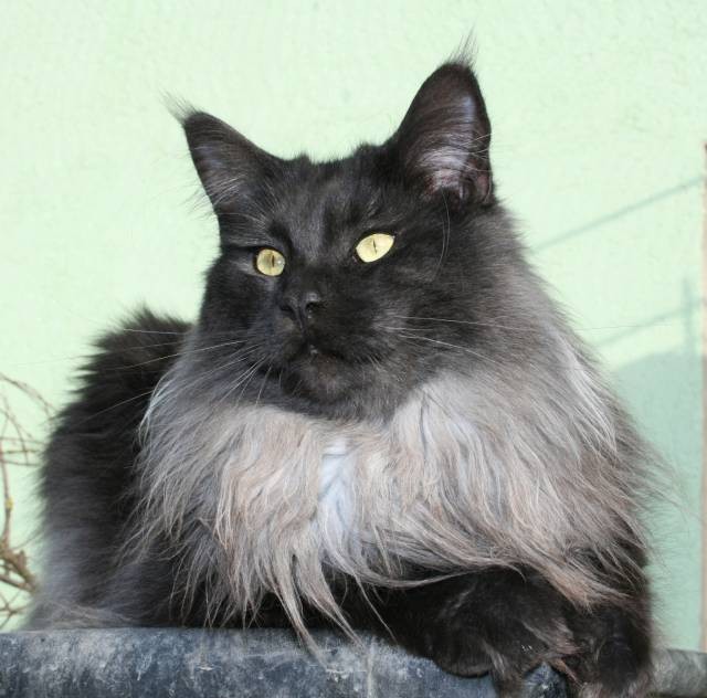 Iowan van Tschens - maine-coon
