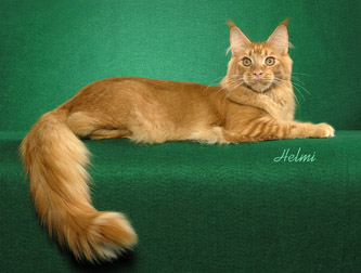 Broadsway Redding - maine-coon