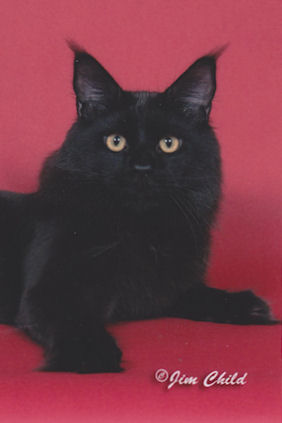 Mainelyclassic Night Stalker - мейн-кун