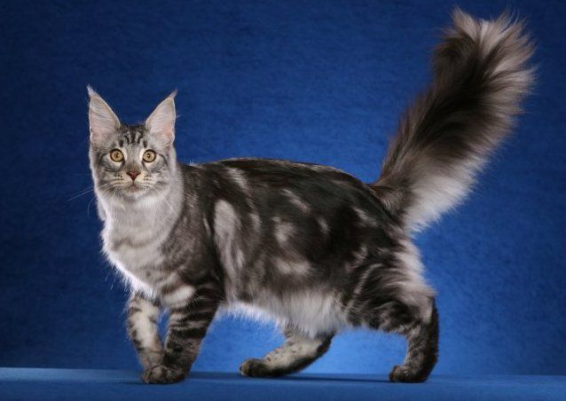 SaraJen Shiner Bock - maine-coon