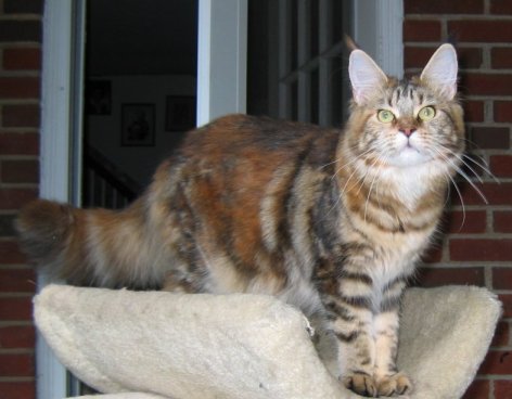 SaraJen Georgia Moon - мейн-кун