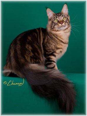 Coonyham Rowdy Yates of Williamina - maine-coon