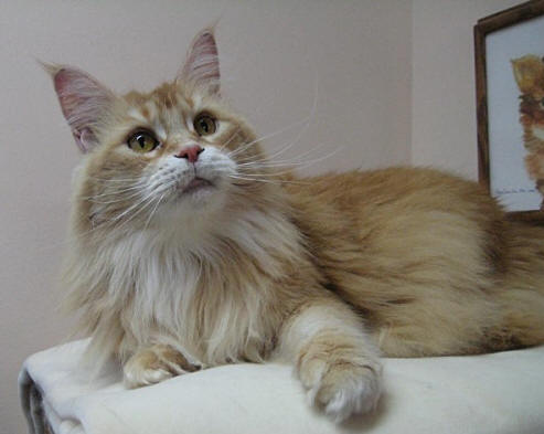 Mainelyclassic Ciao Ciao - мейн-кун