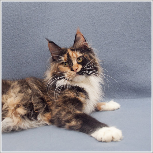 Wildbeautycoon's Amneris Mainelynx - maine-coon 01/01/2000