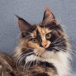 Wildbeautycoon's Amneris Mainelynx