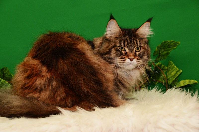 Uliana Akbars - maine-coon 01/27/2016