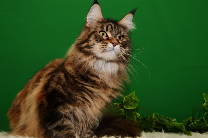 Uliana Akbars - maine-coon 01/27/2016